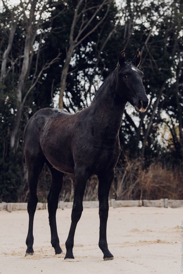Puledra Lusitano In vendita 2025 Grigio ,  Pel&eacute; MBR