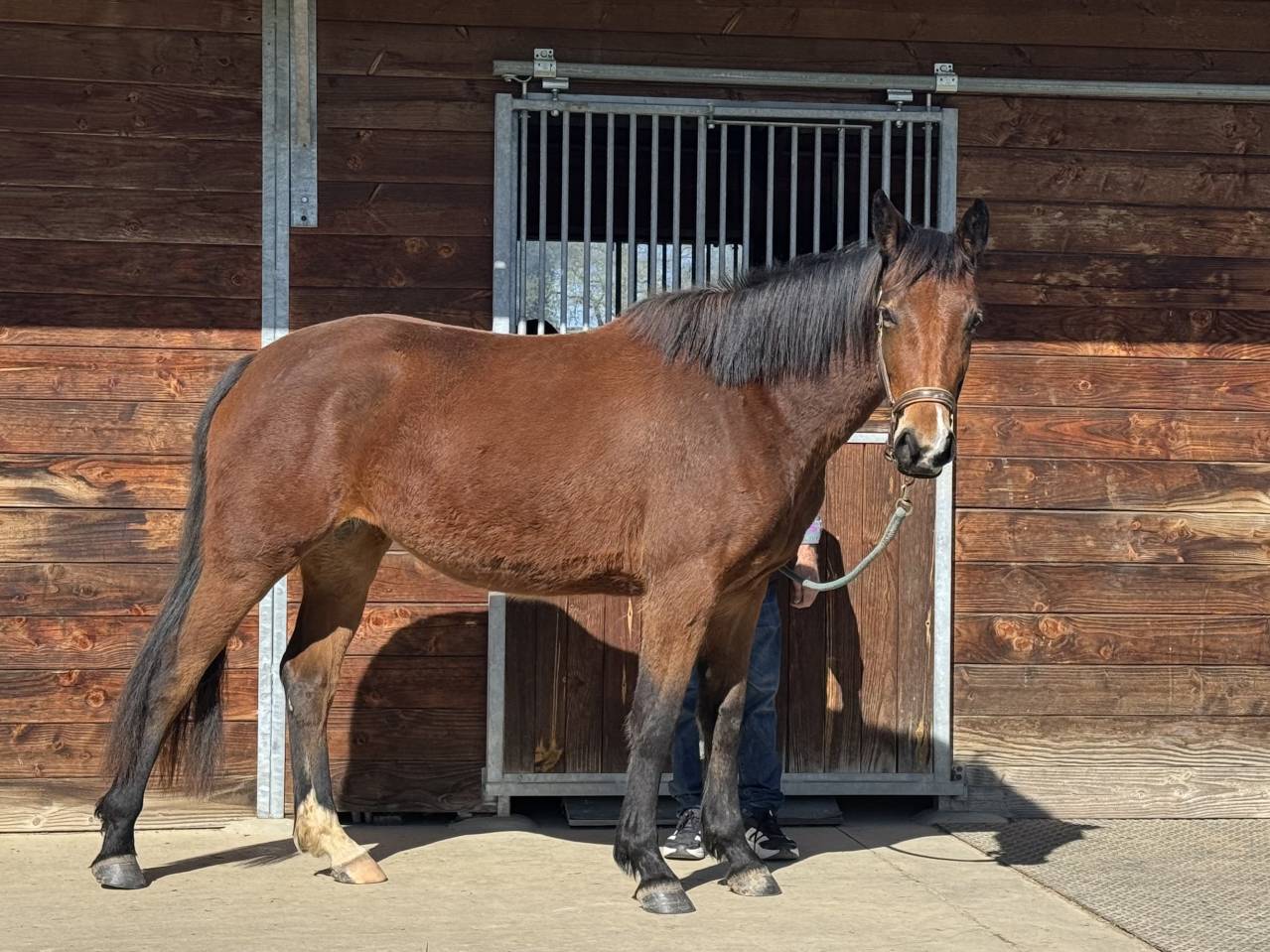 Puledra Sella Francese In vendita 2023 Baio ,  JAGGER DE MARIGNY