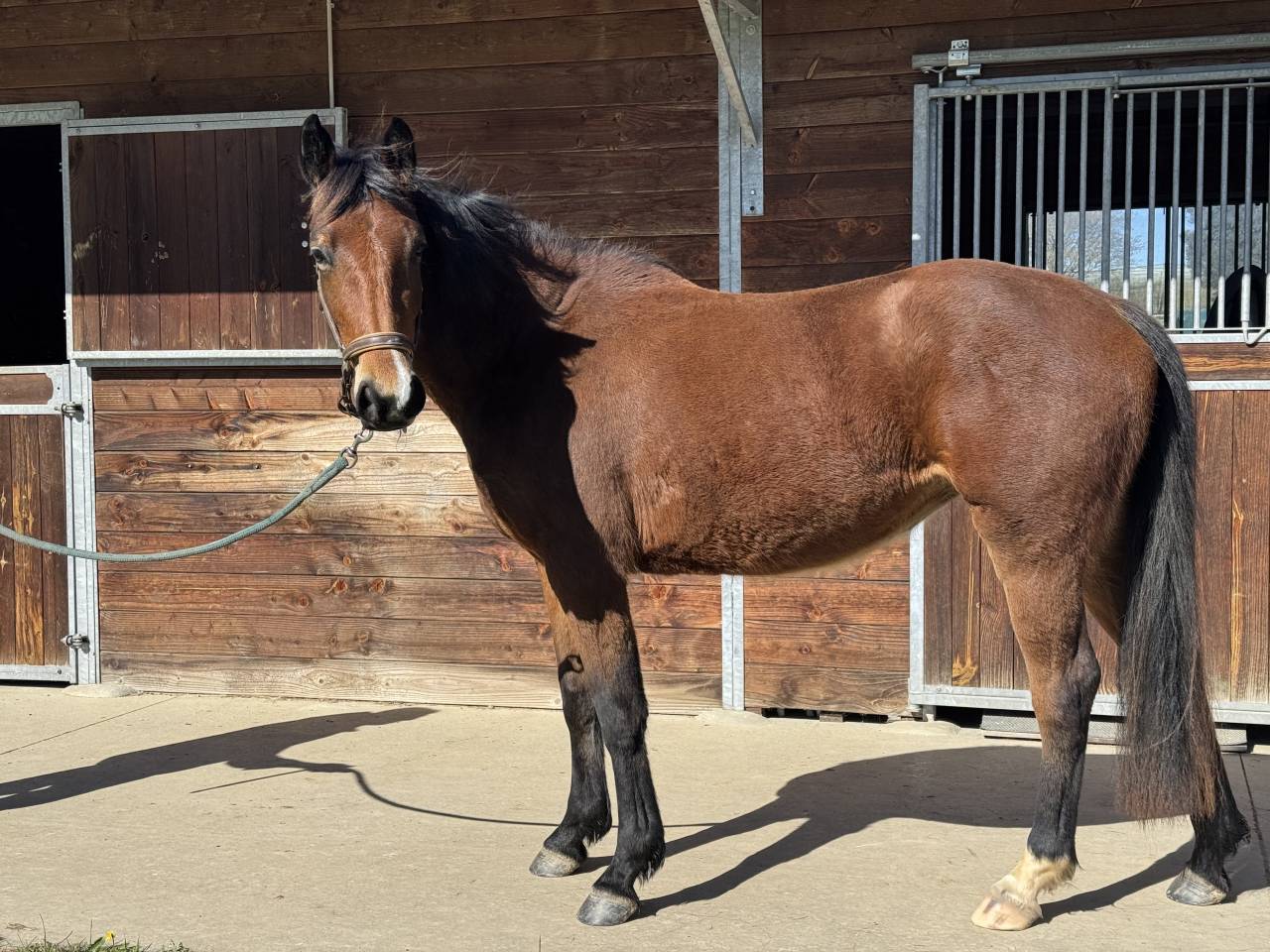 Puledra Sella Francese In vendita 2023 Baio ,  JAGGER DE MARIGNY