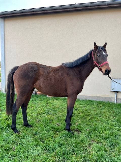 Puledra Purosangue In vendita 2020 Baio ,  Whipper