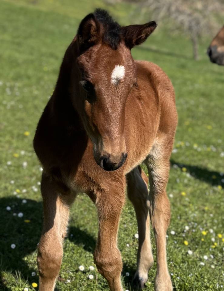 Puledro Sella Francese In vendita 2026 Baio ,  CATOVER (CATOKI)