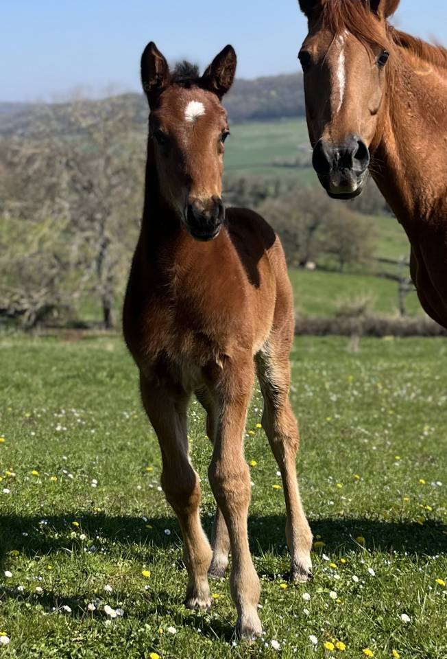 Puledro Sella Francese In vendita 2026 Baio ,  CATOVER (CATOKI)