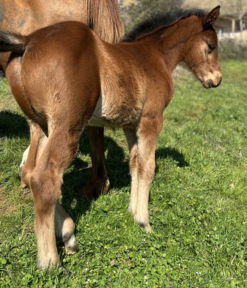 Puledro Sella Francese In vendita 2026 Baio ,  CATOVER (CATOKI)