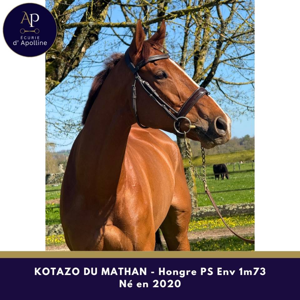 Castrone Purosangue In vendita 2020 Sauro