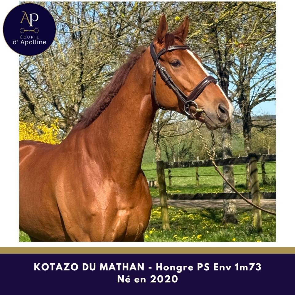 Castrone Purosangue In vendita 2020 Sauro