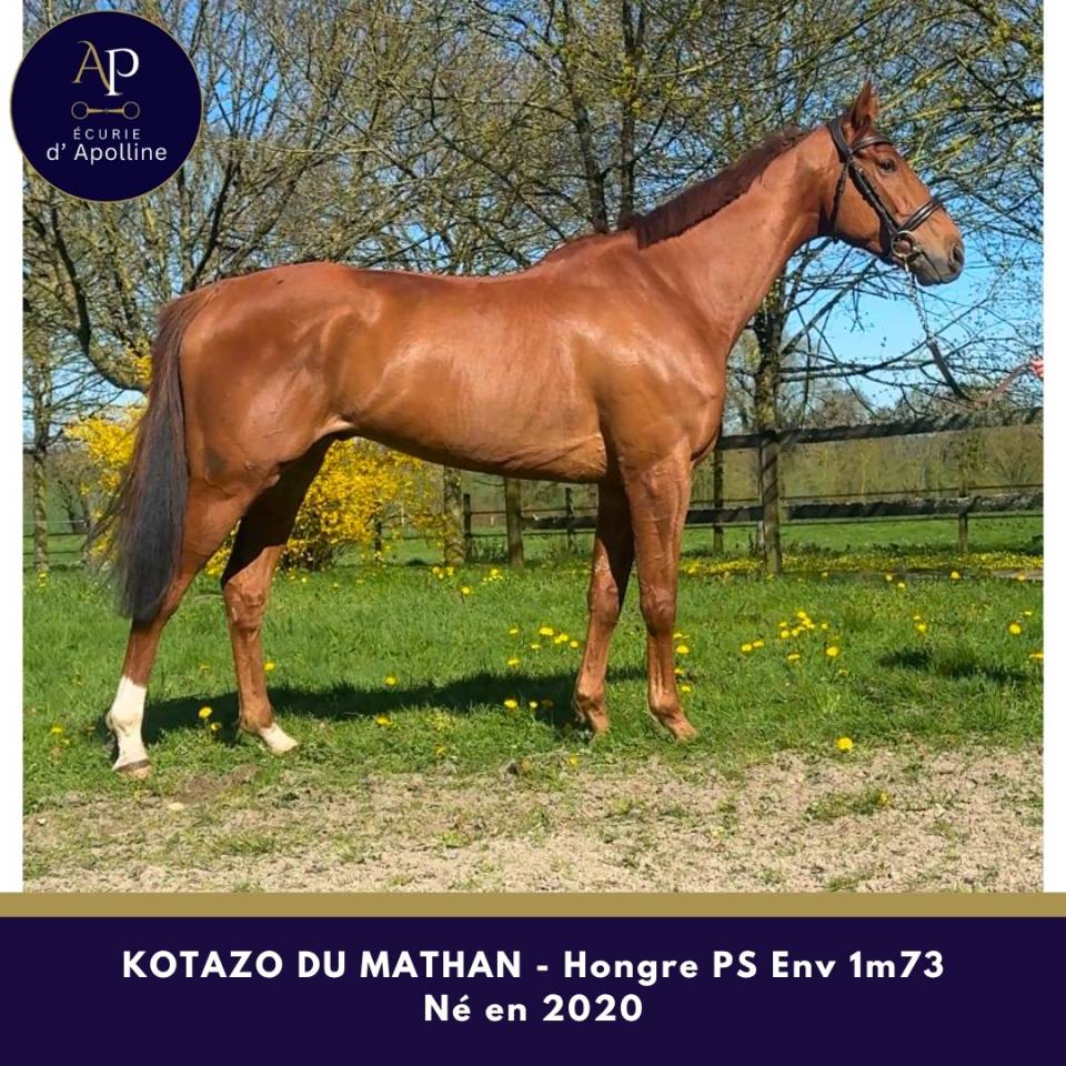 Castrone Purosangue In vendita 2020 Sauro