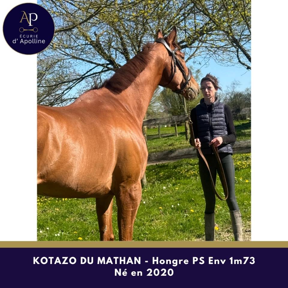 Castrone Purosangue In vendita 2020 Sauro