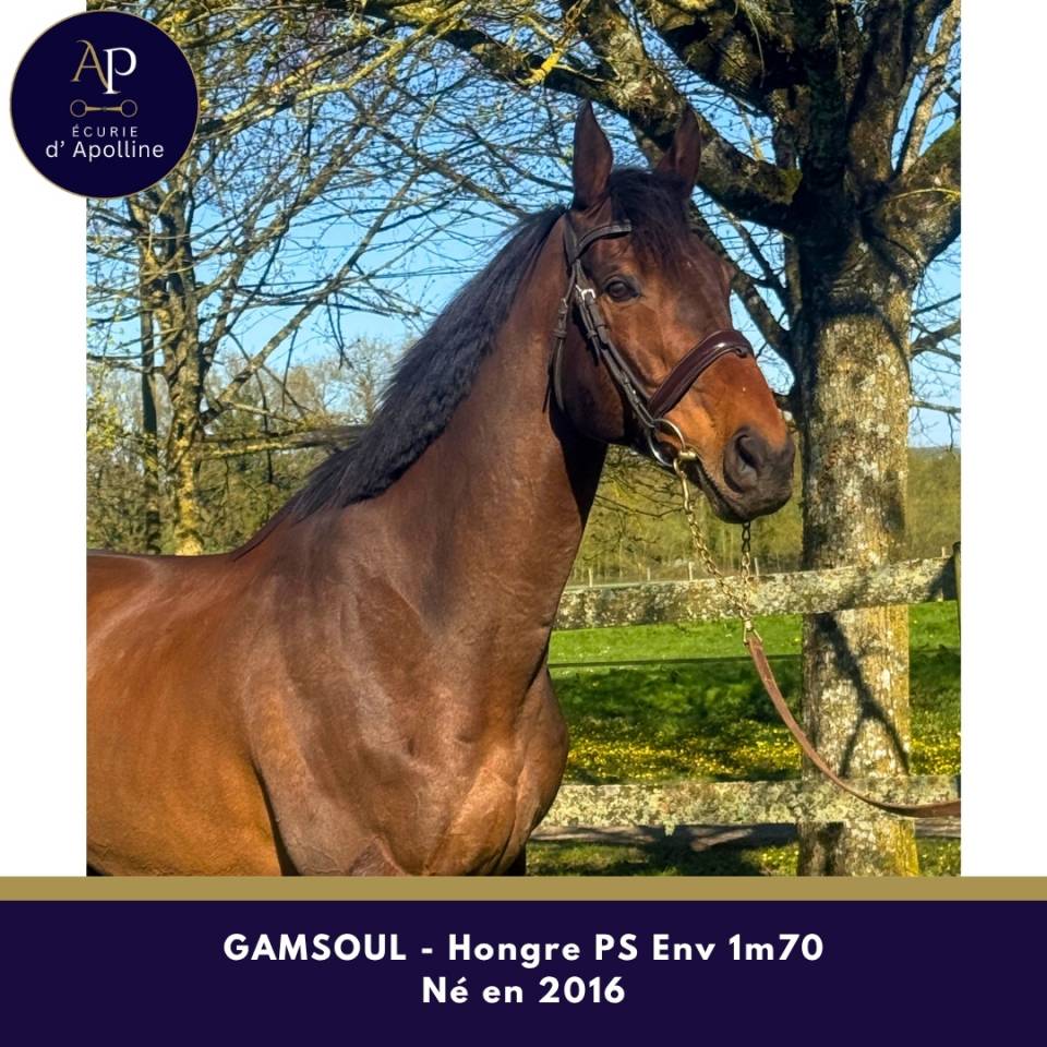 Castrone Purosangue In vendita 2016 Baio