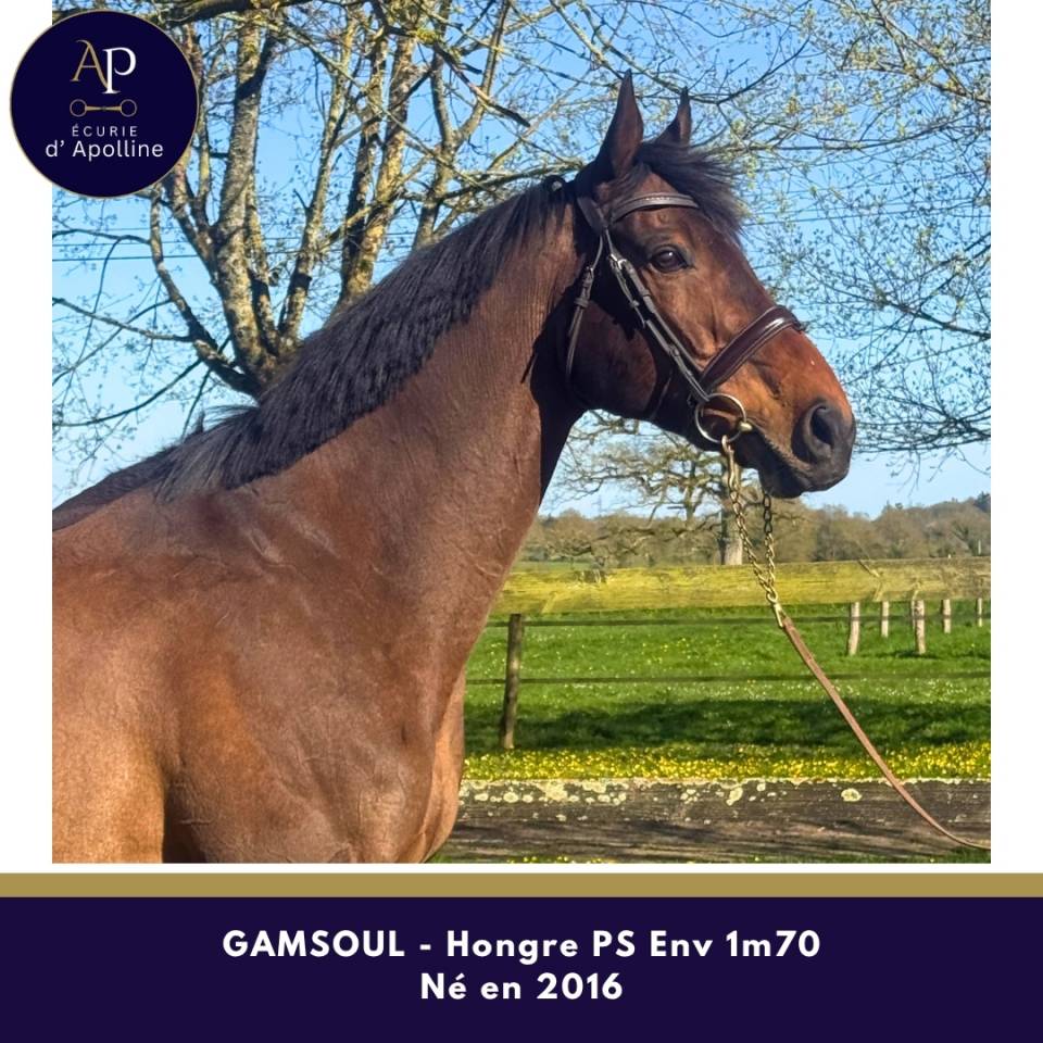 Castrone Purosangue In vendita 2016 Baio