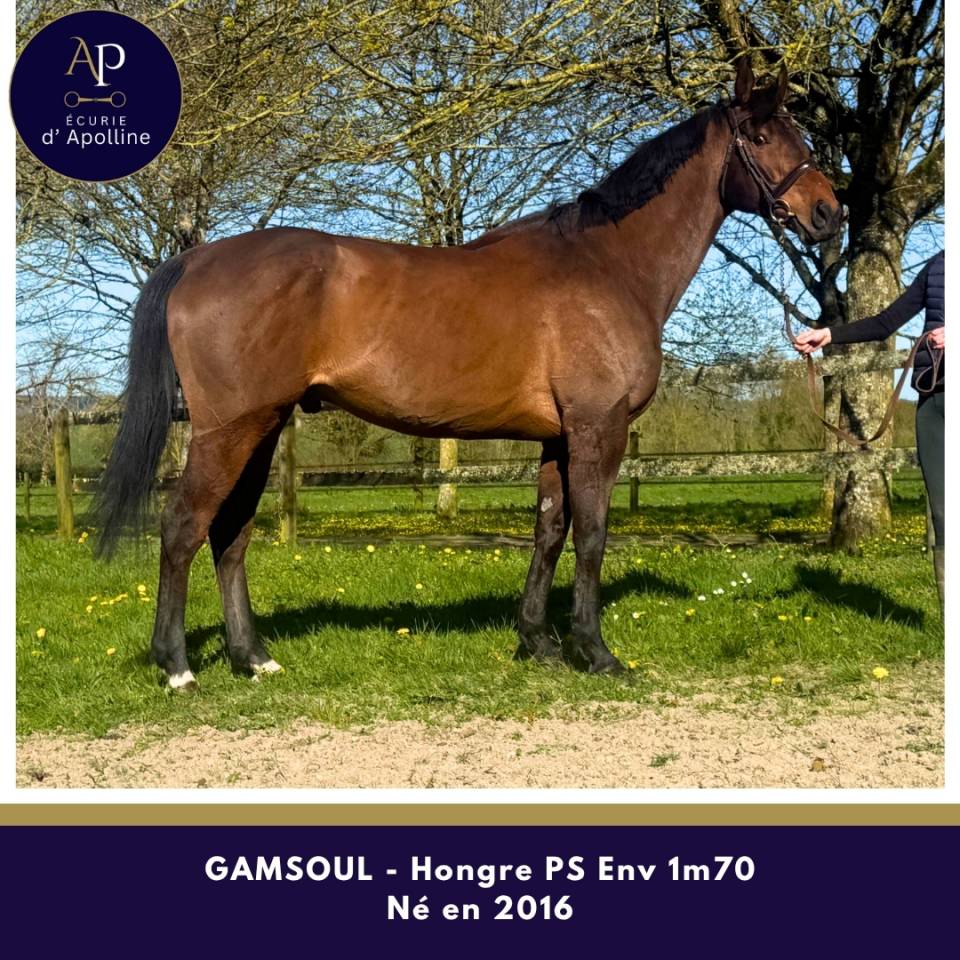 Castrone Purosangue In vendita 2016 Baio