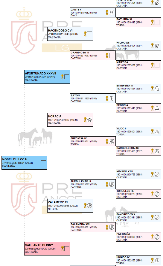 Castrone PRE Andaluso In vendita 2023 Baio scuro