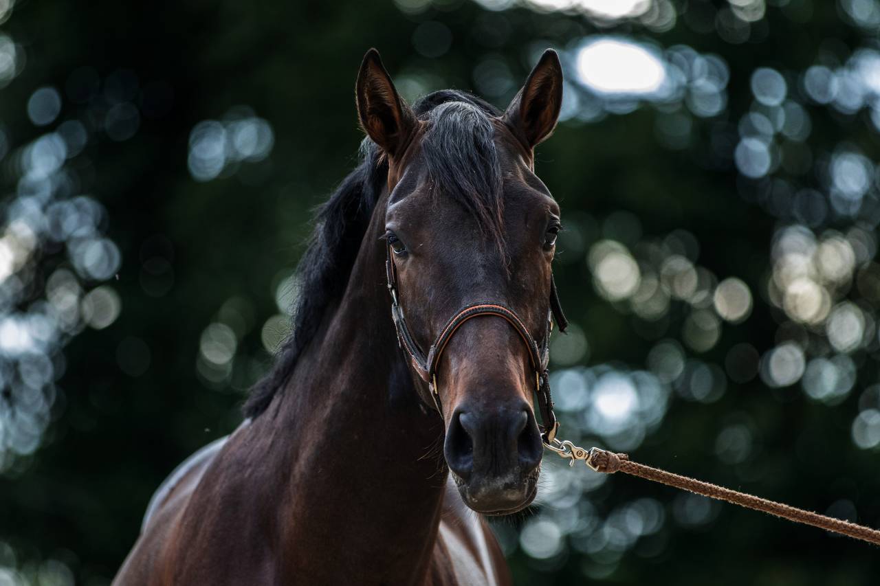 Castrone PRE Andaluso In vendita 2023 Baio scuro