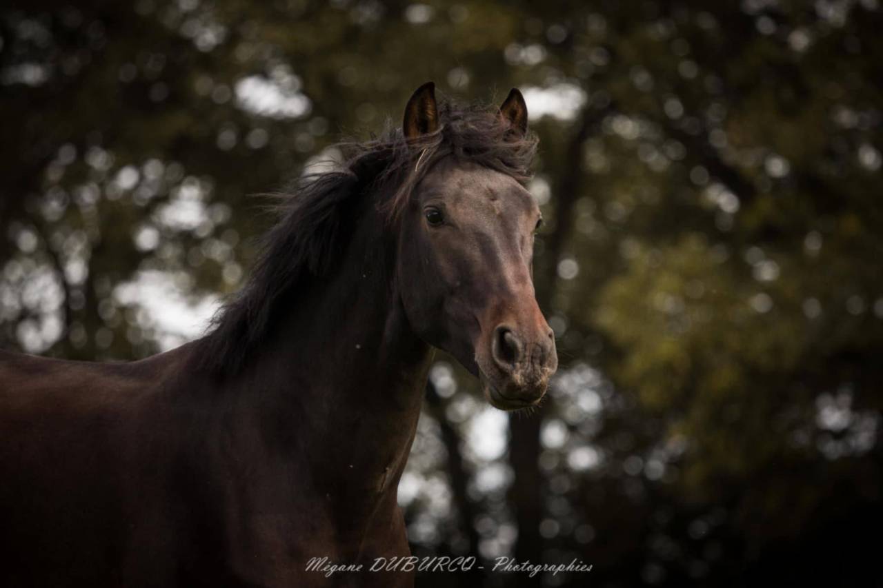 Castrone PRE Andaluso In vendita 2023 Baio scuro