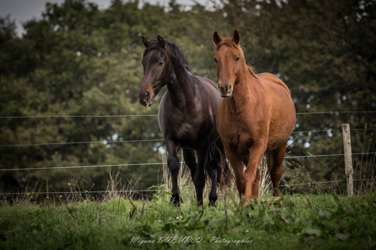 Castrone PRE Andaluso In vendita 2023 Baio scuro