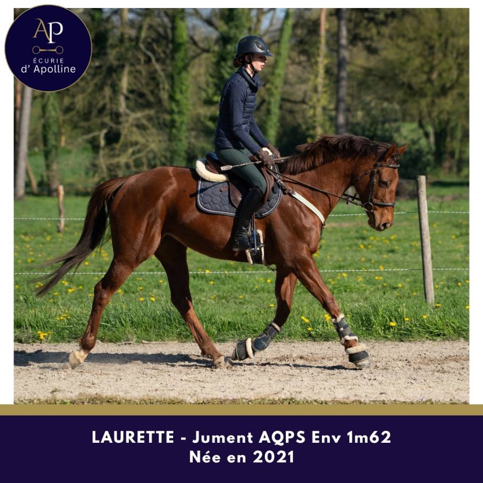 Cavalla AQPS In vendita 2021 Sauro