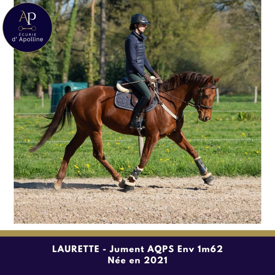 Cavalla AQPS In vendita 2021 Sauro