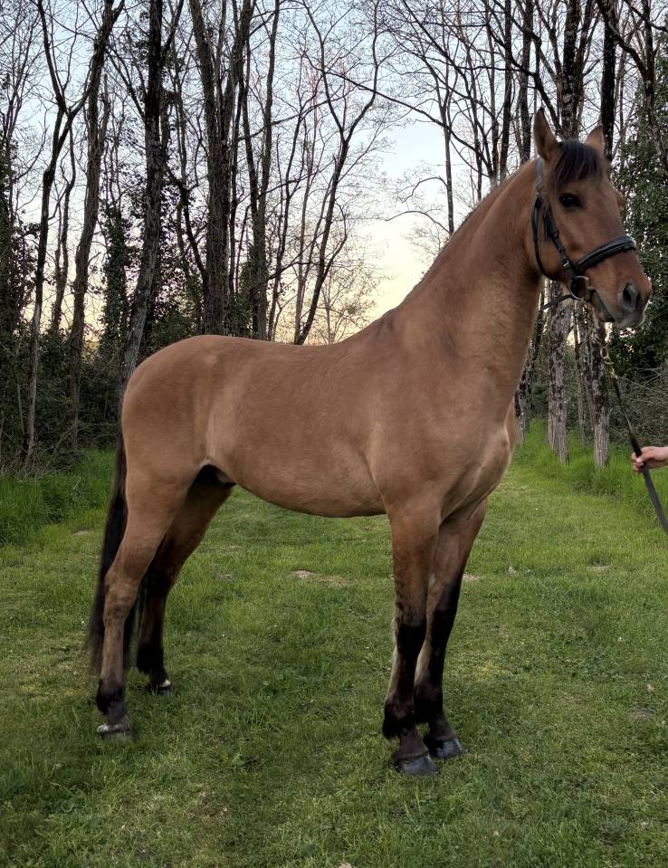 Castrone Altre Razze di Cavalli In vendita 2018 Palomino