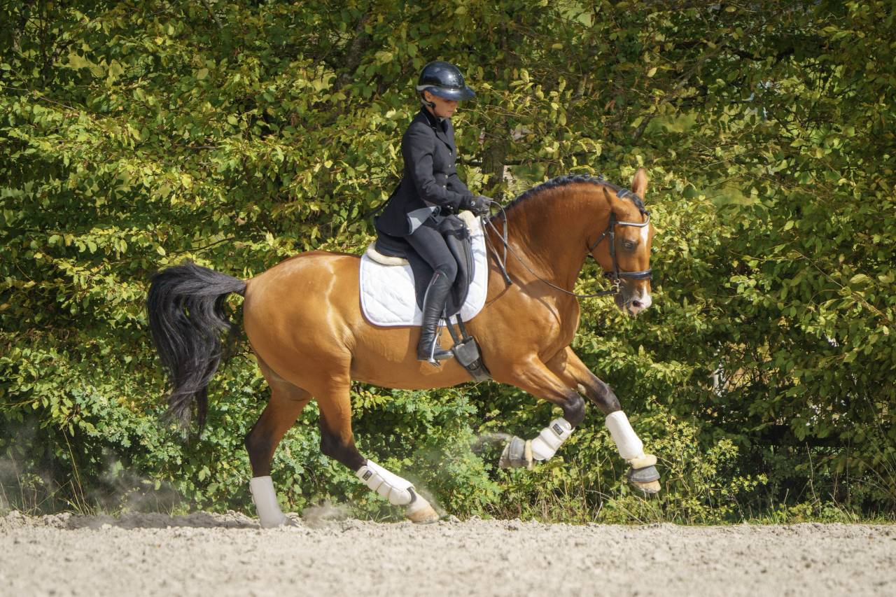 Botero LH - PRE Andaluso 2015