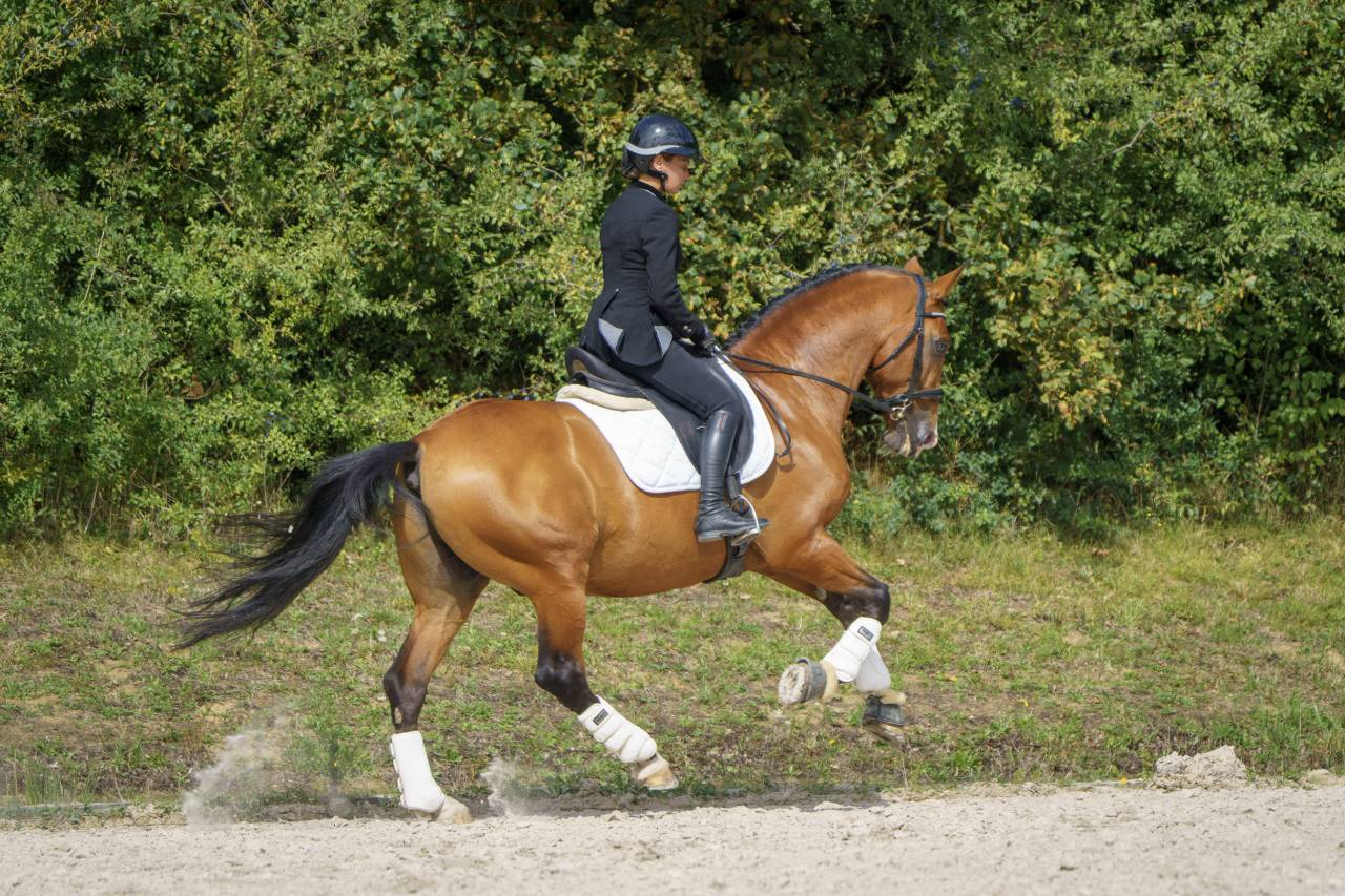 Botero LH - PRE Andaluso 2015