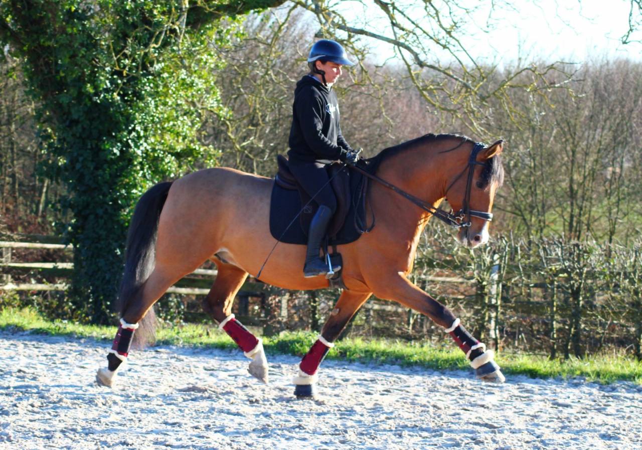 Botero LH - PRE Andaluso 2015
