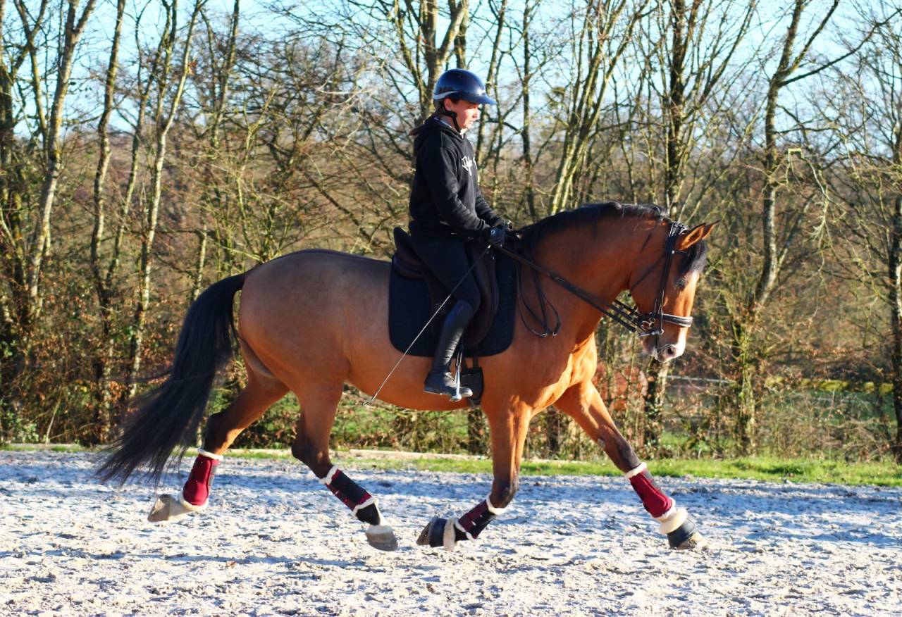 Botero LH - PRE Andaluso 2015