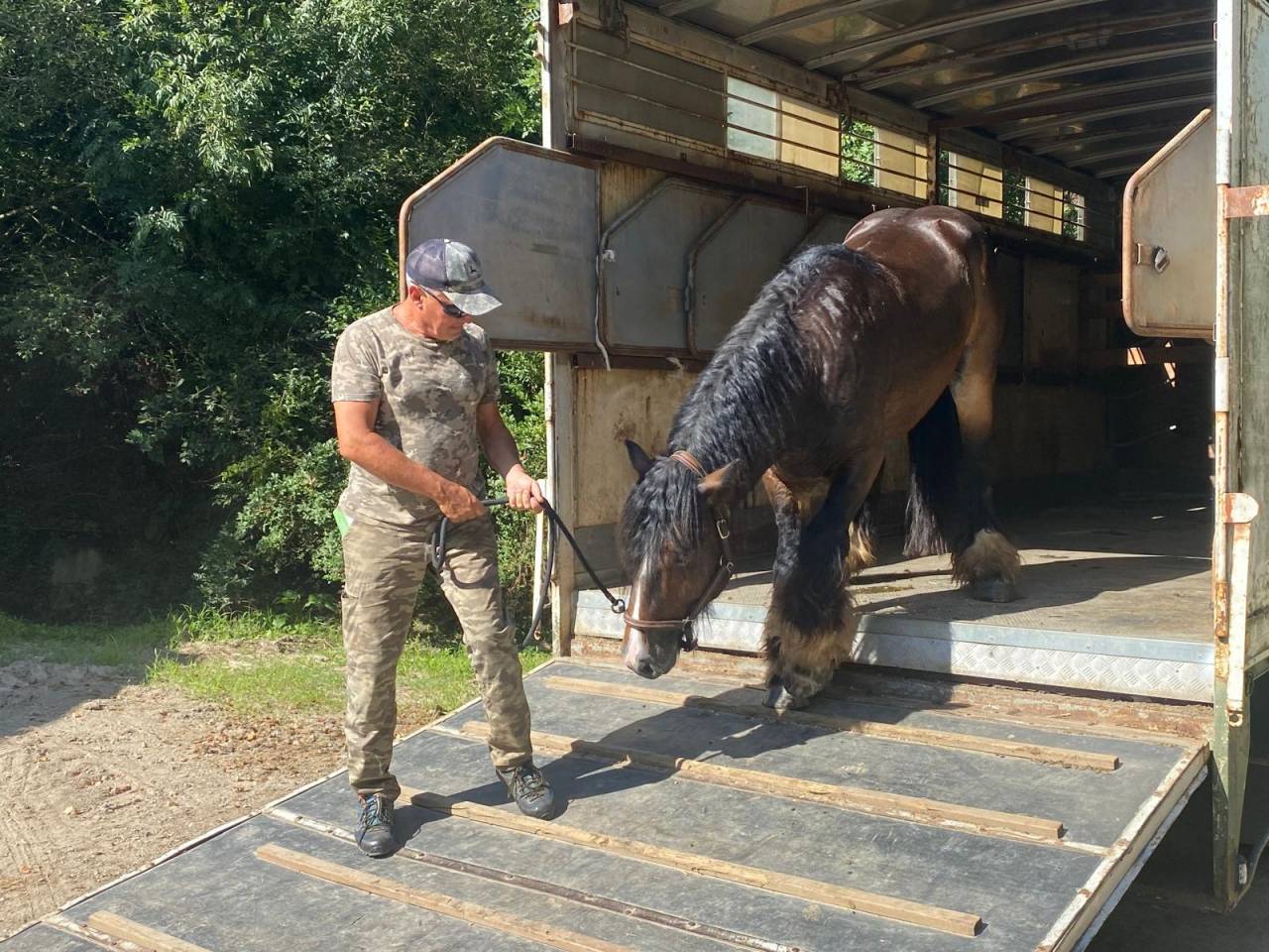 Castrone Tinker In vendita 2020 Baio scuro ,  OWEN 0810707