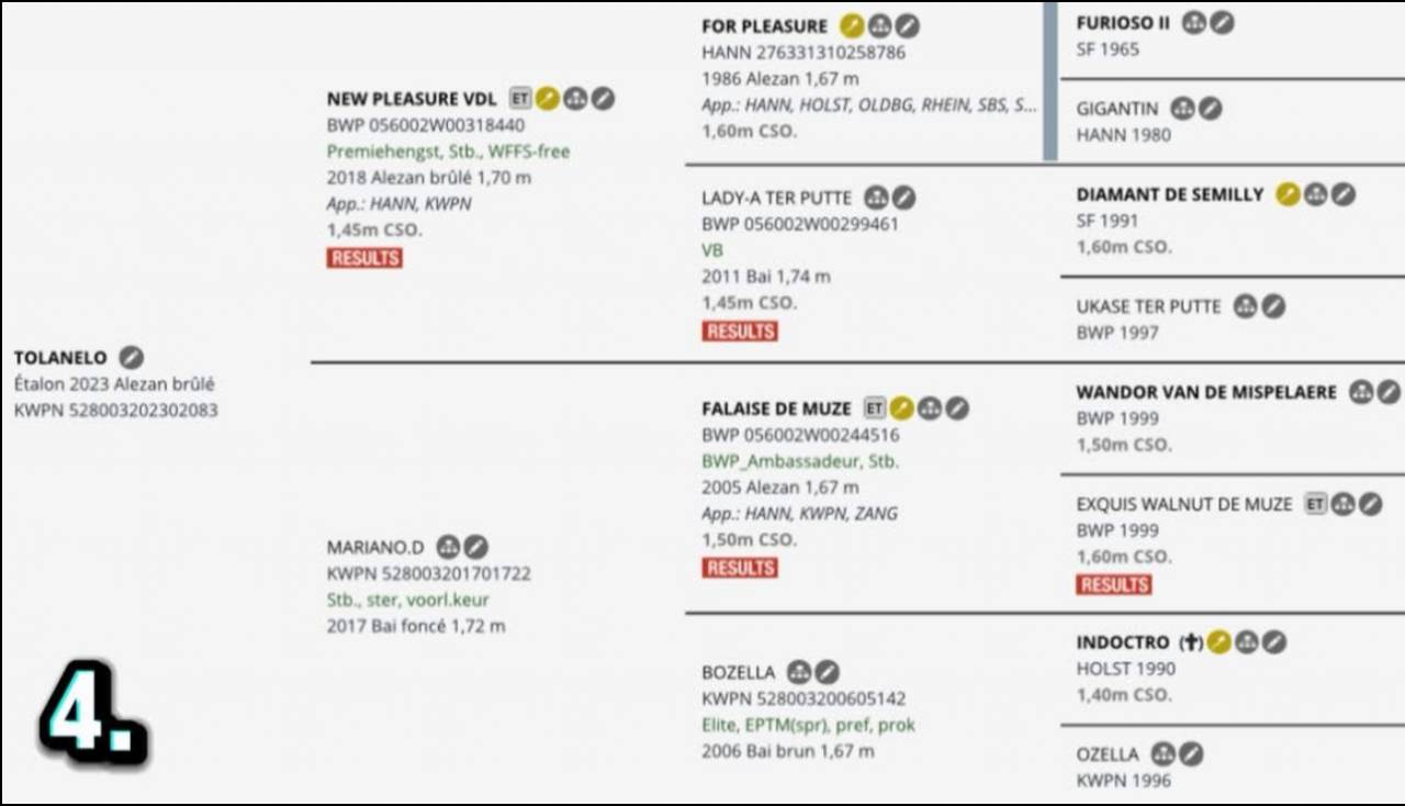 Stallone KWPN Cavallo da Sport Neerlandese In vendita 2023 Sauro ,  New pleasure