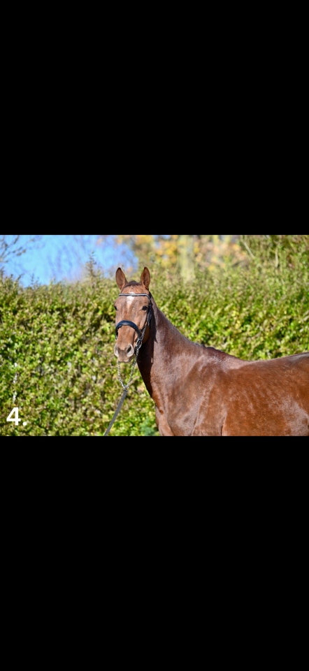 Stallone KWPN Cavallo da Sport Neerlandese In vendita 2023 Sauro ,  New pleasure