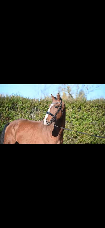 Stallone KWPN Cavallo da Sport Neerlandese In vendita 2023 Sauro ,  New pleasure