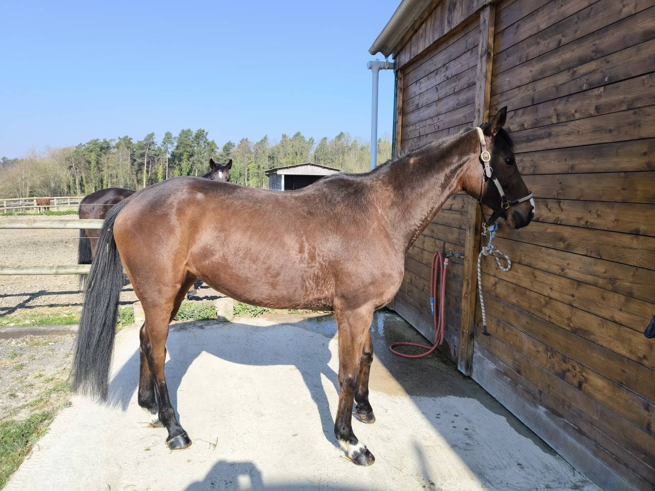 Cavalla AQPS In vendita 2018 Baio