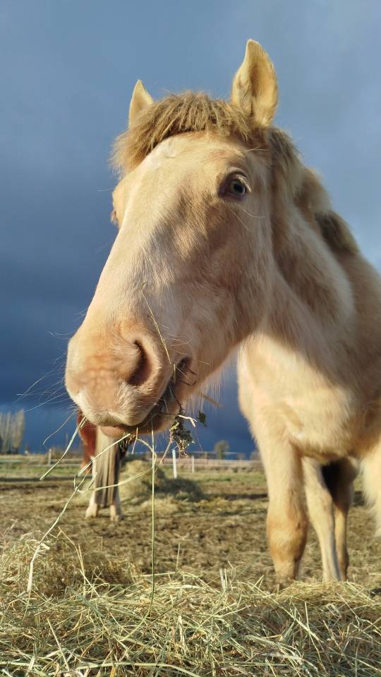 Puledro Origine non conosciuta  In vendita 2025 Altro colore