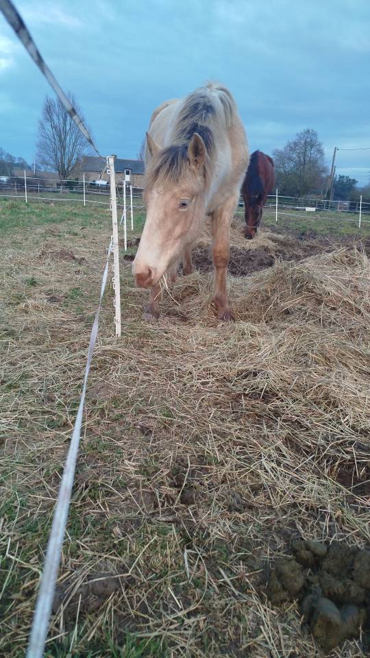 Puledro Origine non conosciuta  In vendita 2025 Altro colore