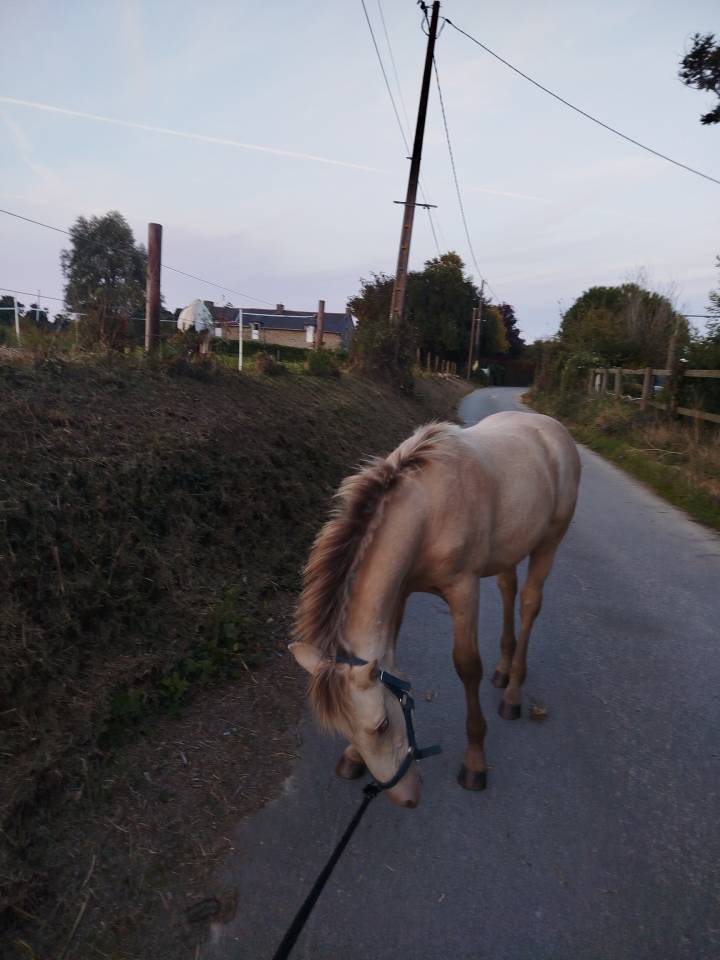 Puledro Origine non conosciuta  In vendita 2025 Altro colore