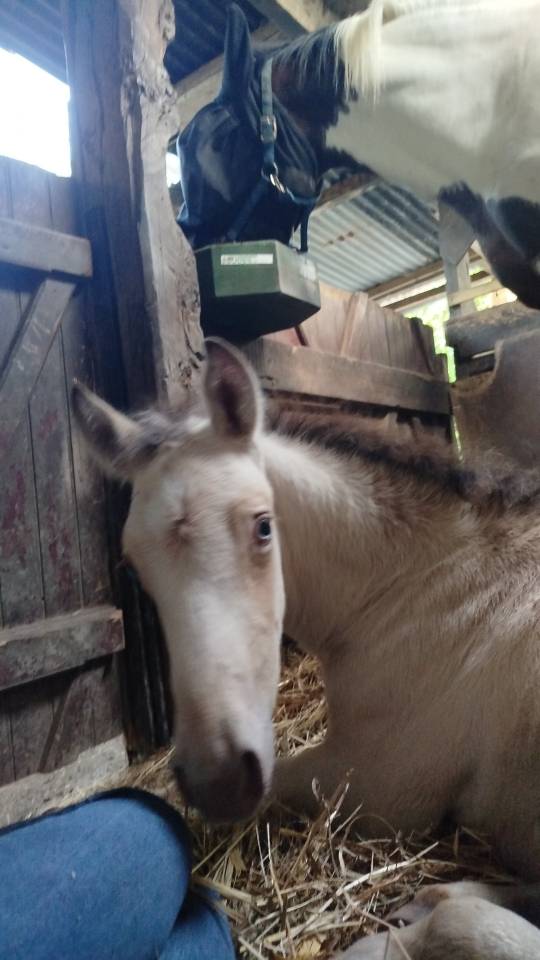 Puledro Origine non conosciuta  In vendita 2025 Altro colore