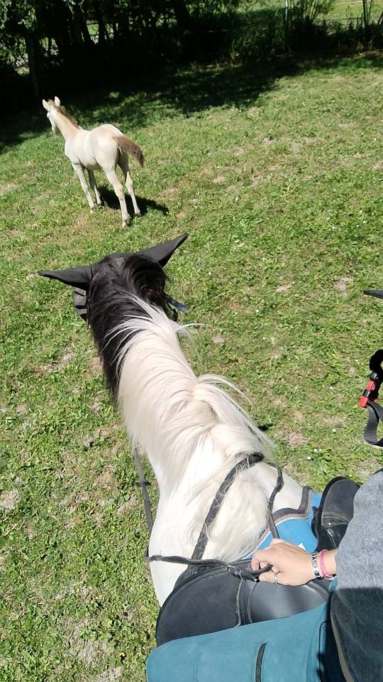 Puledro Origine non conosciuta  In vendita 2025 Altro colore