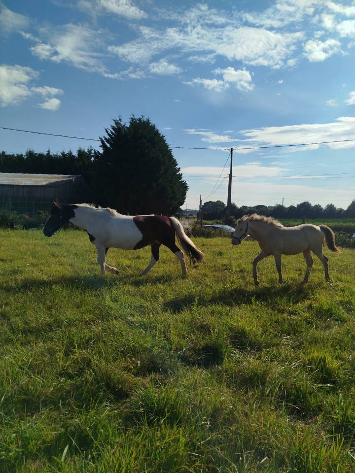 Puledro Origine non conosciuta  In vendita 2025 Altro colore