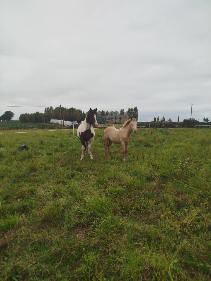 Puledro Origine non conosciuta  In vendita 2025 Altro colore