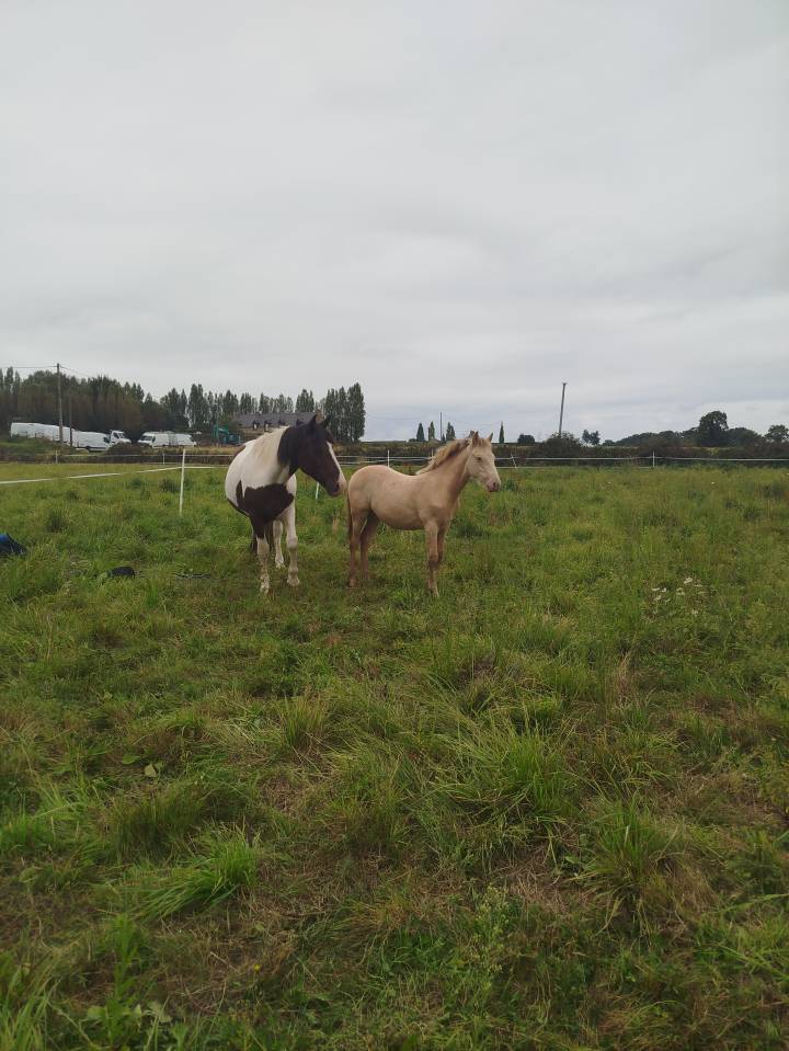 Puledro Origine non conosciuta  In vendita 2025 Altro colore