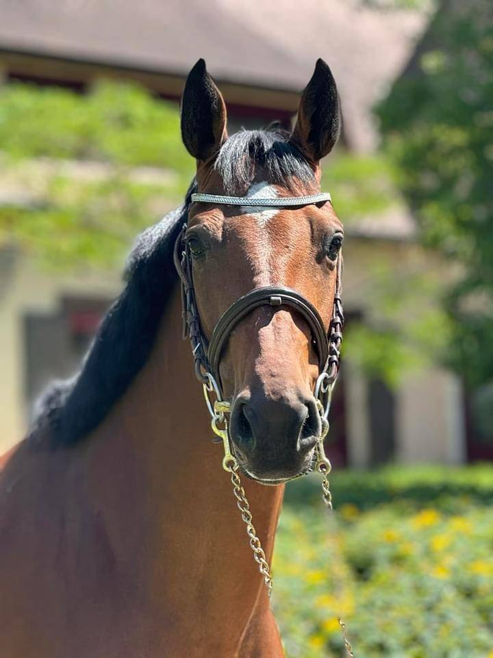 Cavalla sBs Cavallo da Sport Belgio In vendita 2018 Baio ,  diarado