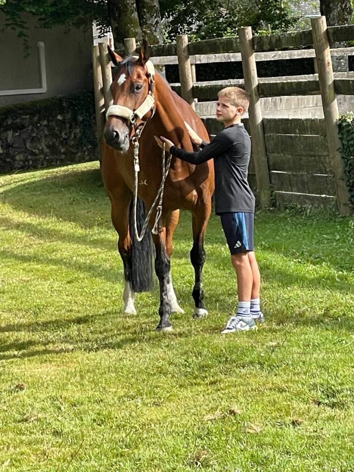 Cavalla sBs Cavallo da Sport Belgio In vendita 2018 Baio ,  diarado