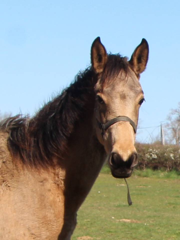 Puledra Sella Francese In vendita 2025 Isabella