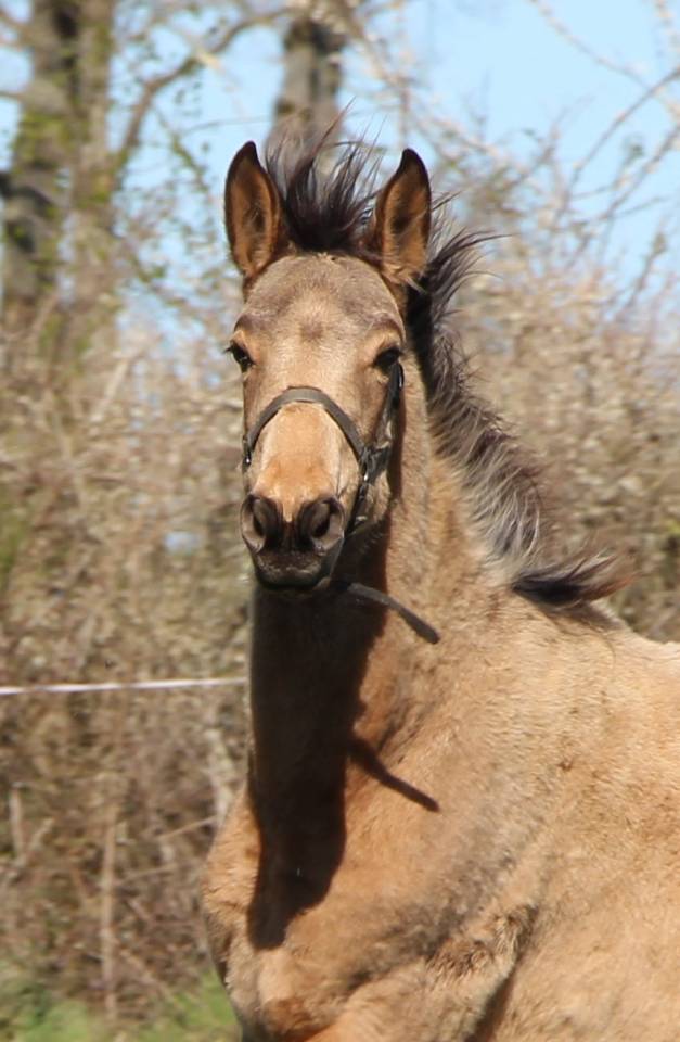 Puledra Sella Francese In vendita 2025 Isabella