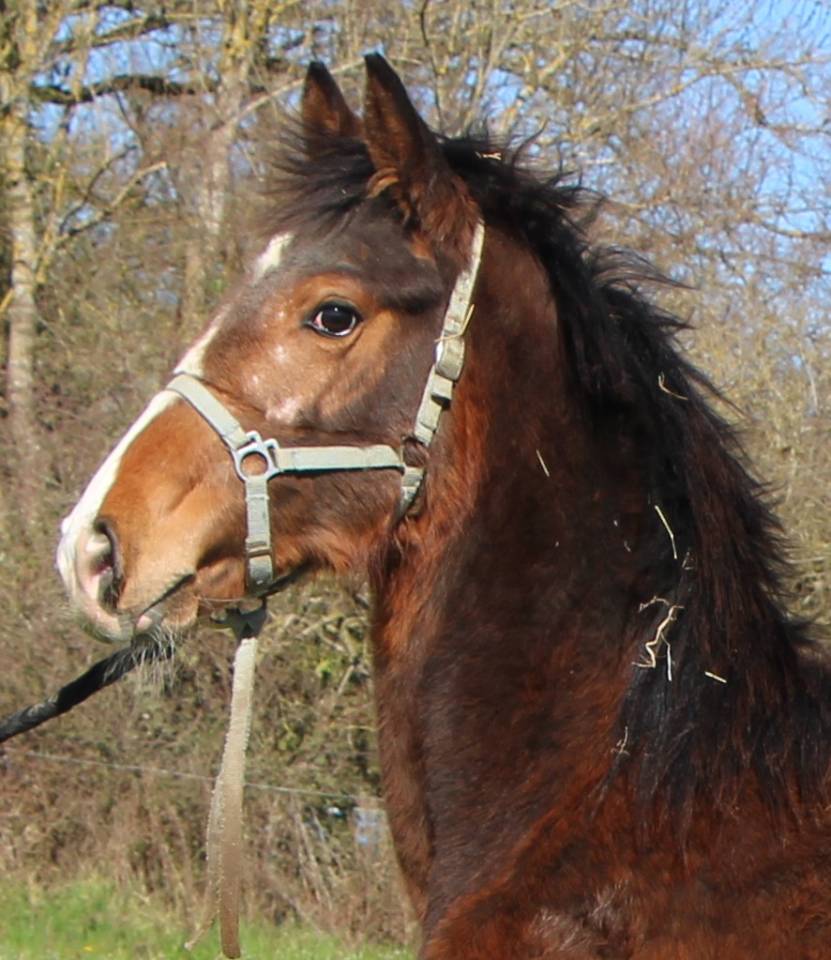 Puledro Sella Francese In vendita 2025 Baio