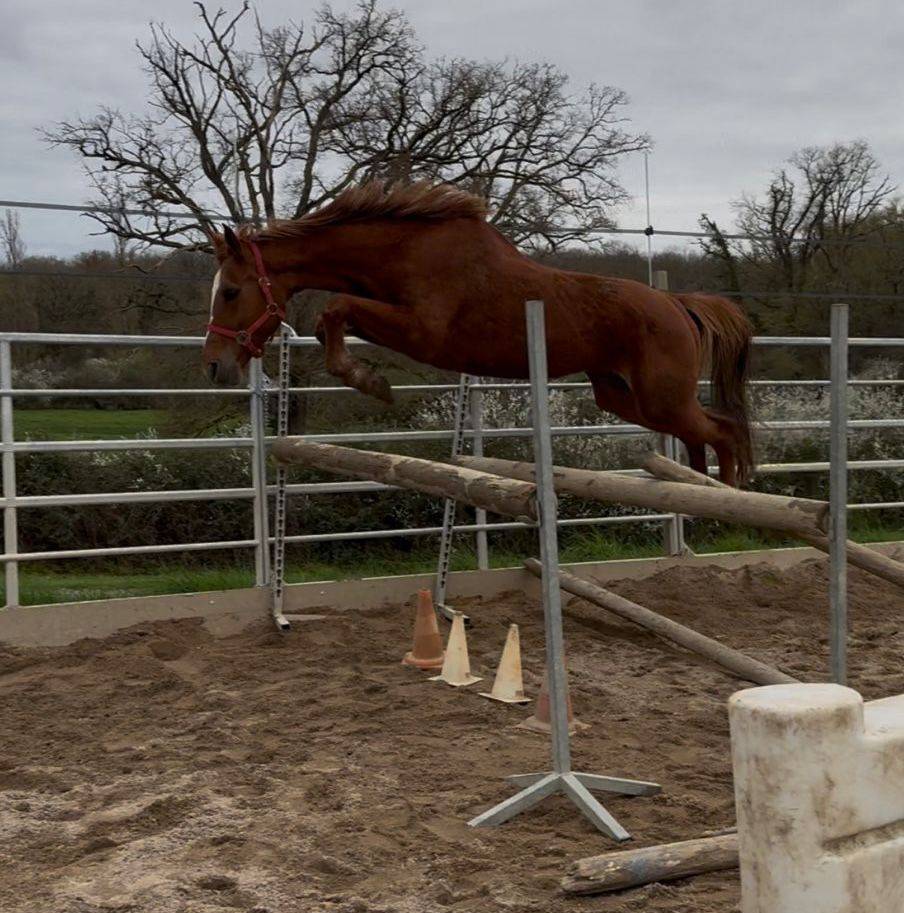 Cavalla Sella Francese In vendita 2020 Sauro