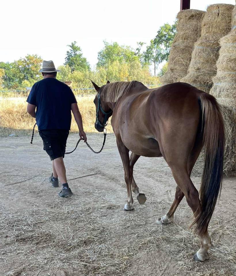 Cavalla Sella Francese In vendita 2020 Sauro