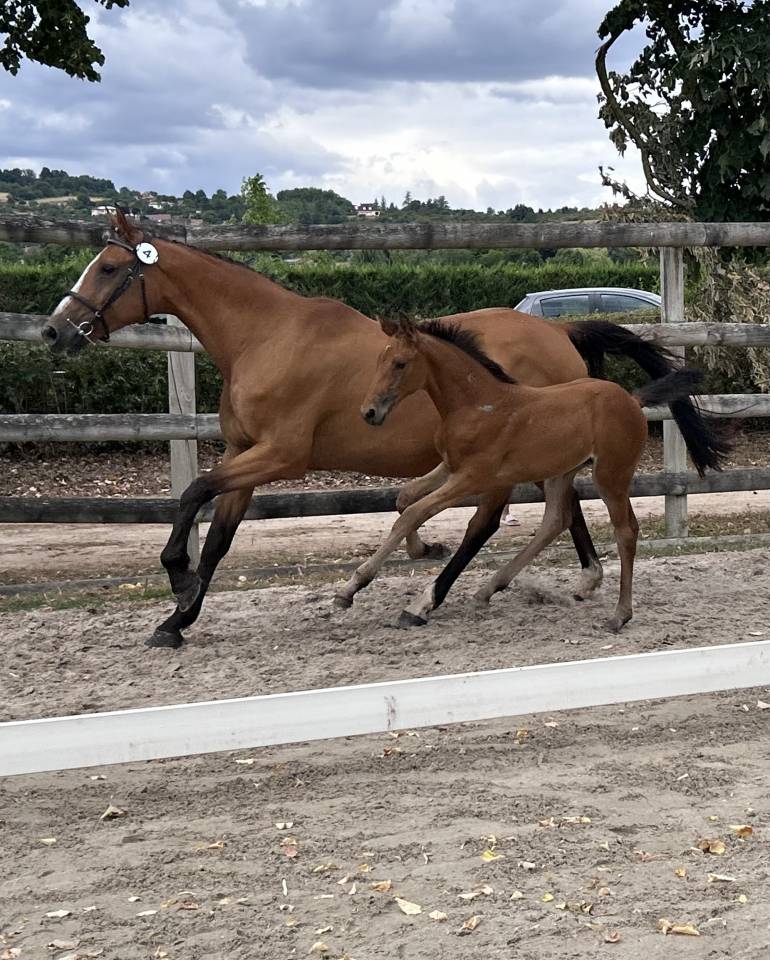 Cavalla Sella Francese In vendita 2010 Baio