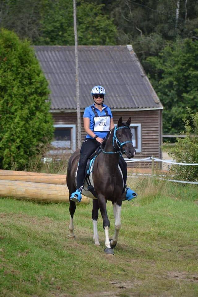 Castrone Mezzo Sangue Arabo In vendita 2017 Tobiano