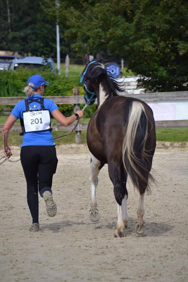 Castrone Mezzo Sangue Arabo In vendita 2017 Tobiano