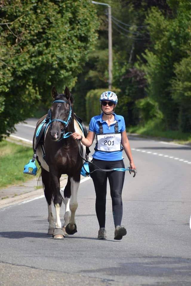 Castrone Mezzo Sangue Arabo In vendita 2017 Tobiano