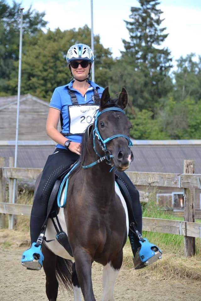 Castrone Mezzo Sangue Arabo In vendita 2017 Tobiano